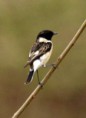 /album/some-overseas-trips/caspian-stonechat-kibbutz-lotan-israel-spring-2007-jpg/